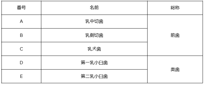 歯の名前と番号